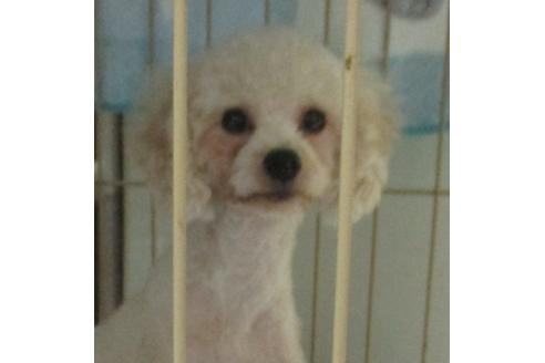 販売中のティーカッププードルの親犬